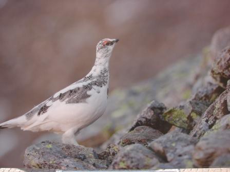 foto de Francisco Abilel-norte de Itália